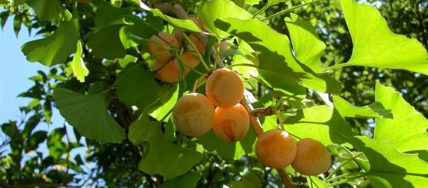 Τζίνγκο Μπιλόμπα: Το βότανο της μνήμης